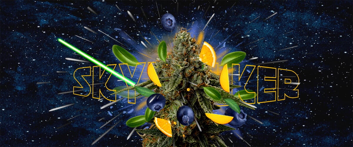 Profil de Goût et d'Aromate de la Souche Skywalker Cannabis Une illustration d'un bourgeon de cannabis avec le texte
