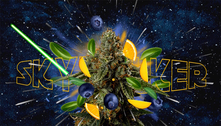 Profil de Goût et d'Aromate de la Souche Skywalker Cannabis Une illustration d'un bourgeon de cannabis avec le texte