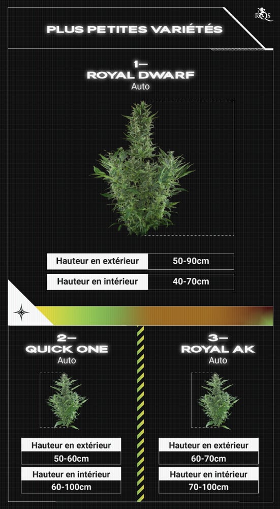 Top RQS Small Plants