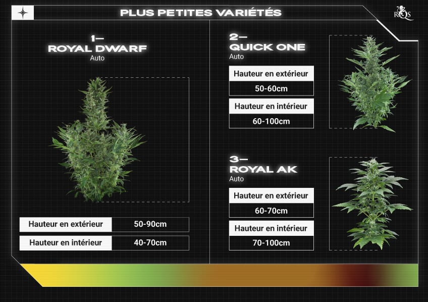 Top RQS Small Plants