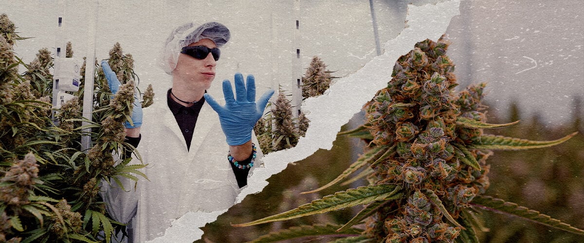 Guide Puissance Cannabis Orion Medusa F1 CRIC Labs Une illustration des plantes de cannabis Orion F1 et Medusa F1 avec des trichomes denses dans une salle de culture CRIC Labs, mettant en valeur des profils de terpènes puissants et une structure robuste, sur un fond vert.