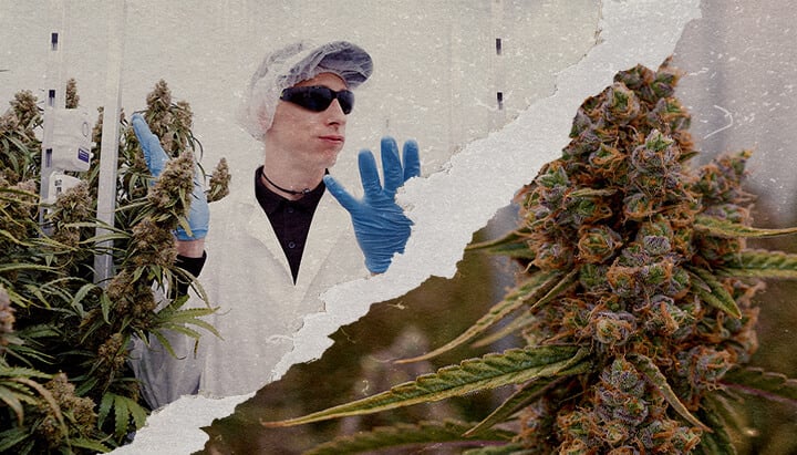 Guide Puissance Cannabis Orion Medusa F1 CRIC Labs Une illustration des plantes de cannabis Orion F1 et Medusa F1 avec des trichomes denses dans une salle de culture CRIC Labs, mettant en valeur des profils de terpènes puissants et une structure robuste, sur un fond vert.