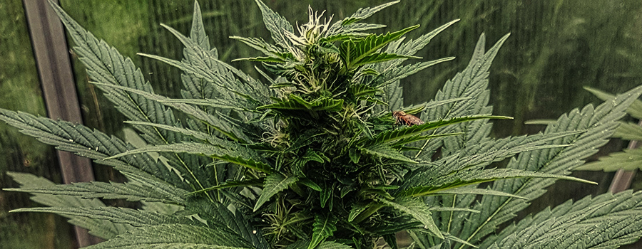 Solomatic CBD Solomatic CBD