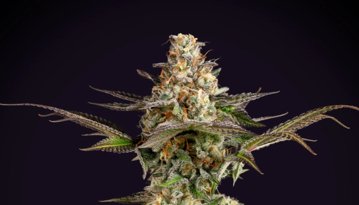 Somango XL : rendement compact et dense Plant de cannabis Somango XL avec une cola dense et givrée, des pistils orange, des feuilles violet-vert et une structure de floraison compacte sur fond sombre.