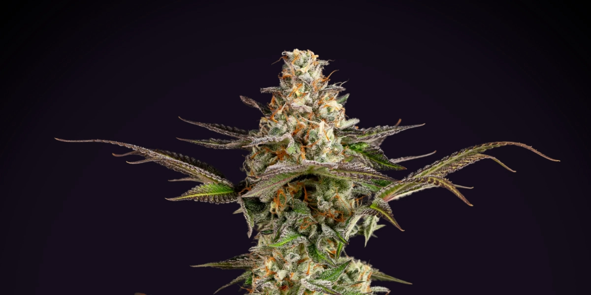 Somango XL : rendement compact et dense Plant de cannabis Somango XL avec une cola dense et givrée, des pistils orange, des feuilles violet-vert et une structure de floraison compacte sur fond sombre.