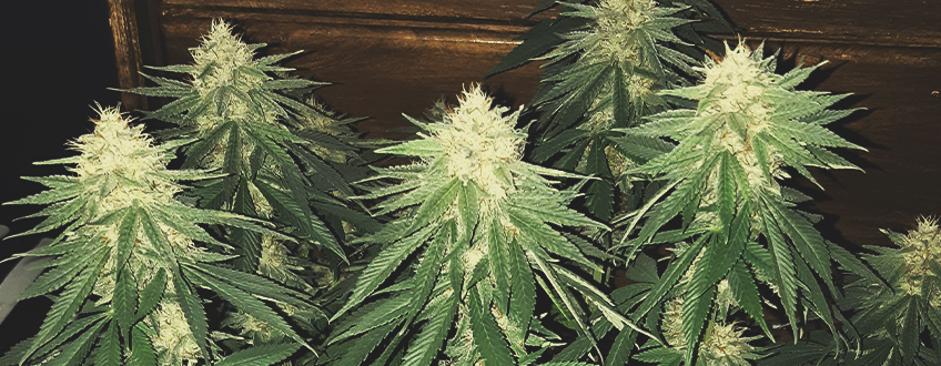 Sour Diesel Sour Diesel