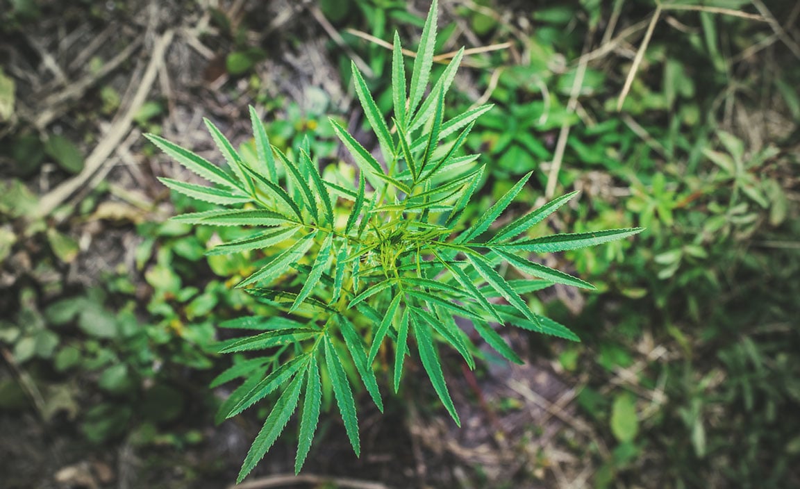 Tagète des décombres (Tagetes minuta)