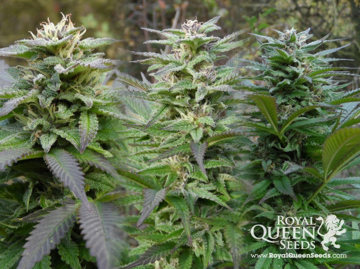 Special Queen Cannabis Strains 