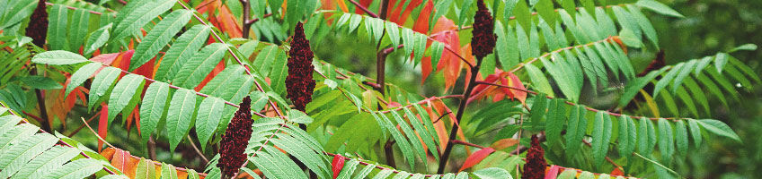 Sumac vinaigrier Sumac vinaigrier