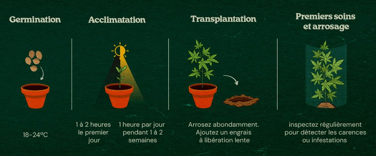 Guide Étape-par-Étape pour Culture Guerilla Jeunes plants de cannabis en forêt avec guide étape-par-étape pour démarrer en intérieur, acclimater, transplanter et entretenir, entourés d’arbres et de couvert naturel.