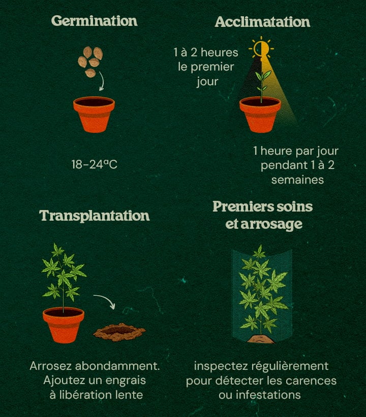 Guide Étape-par-Étape pour Culture Guerilla Jeunes plants de cannabis en forêt avec guide étape-par-étape pour démarrer en intérieur, acclimater, transplanter et entretenir, entourés d’arbres et de couvert naturel.