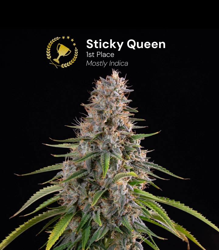 Sticky Queen, variété de cannabis primée Découvrez Sticky Queen, une variété de cannabis principalement indica et primée, avec des buds denses et résineux.