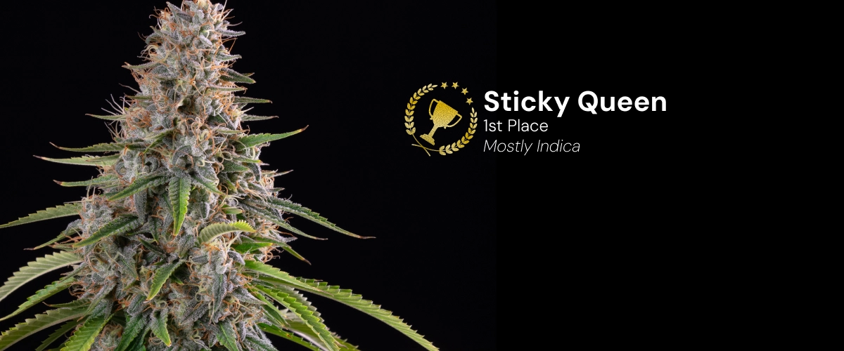 Sticky Queen, variété de cannabis primée Découvrez Sticky Queen, une variété de cannabis principalement indica et primée, avec des buds denses et résineux.
