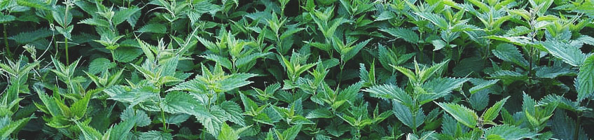 Grande ortie (Urtica dioica) Grande ortie (Urtica dioica)