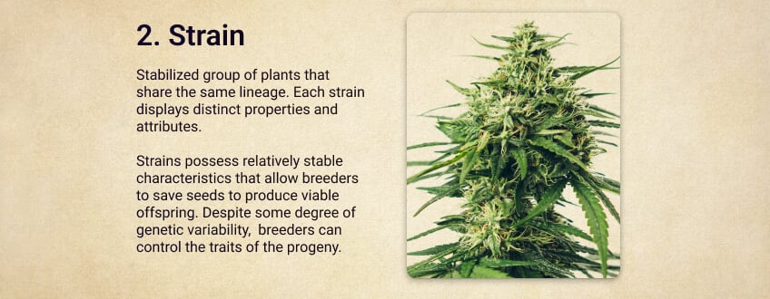 Strain Strain
