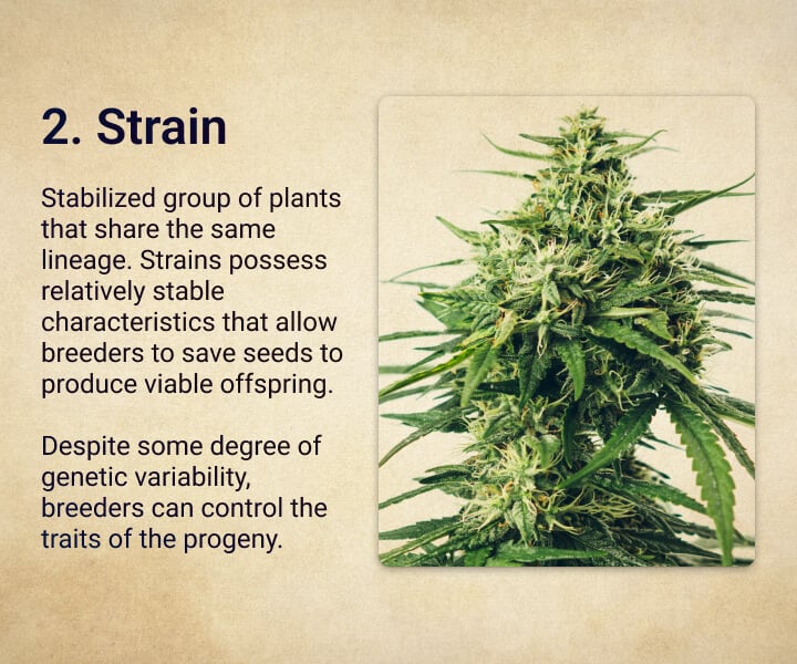 Strain Strain