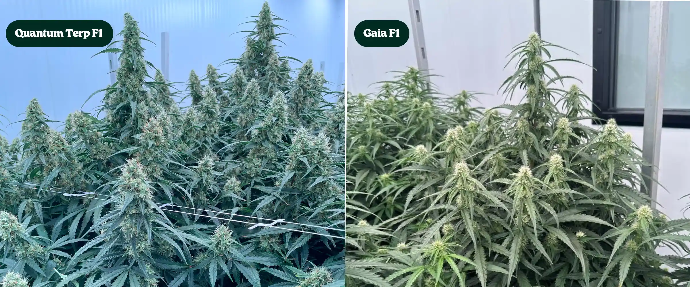 Comparaison côte à côte des plants de cannabis Quantum Terp F1 et Gaia F1 en floraison, montrant de grandes colas résineuses, des canopées vertes denses et des structures florales matures.