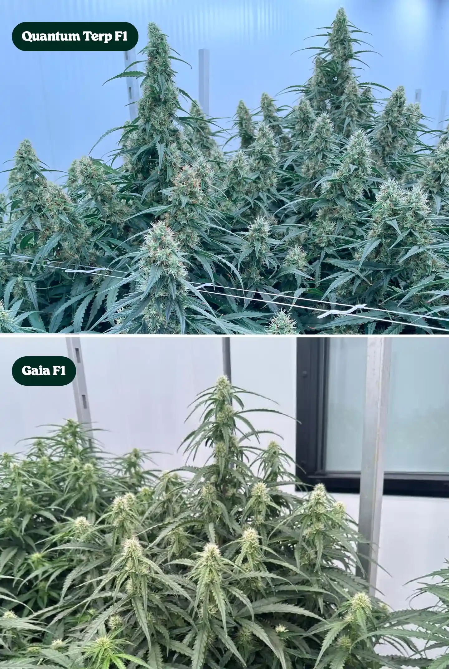 Comparaison côte à côte des plants de cannabis Quantum Terp F1 et Gaia F1 en floraison, montrant de grandes colas résineuses, des canopées vertes denses et des structures florales matures.