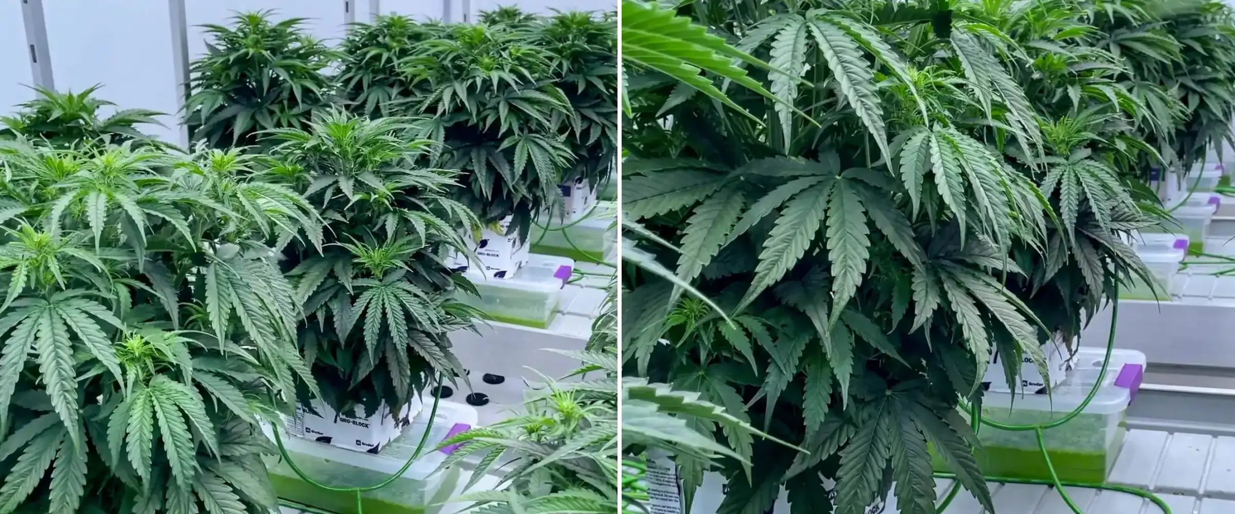 Plants de cannabis poussant dans des blocs de laine de roche lors d’un essai contrôlé, montrant un feuillage vert dense, des lignes d’irrigation, des plateaux hydroponiques et un développement sain en début de floraison.