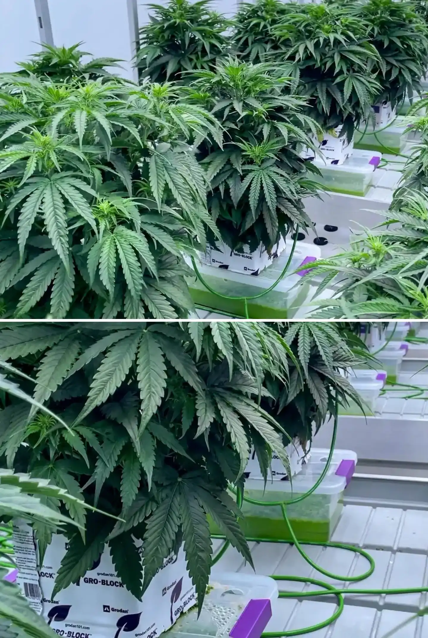 Plants de cannabis poussant dans des blocs de laine de roche lors d’un essai contrôlé, montrant un feuillage vert dense, des lignes d’irrigation, des plateaux hydroponiques et un développement sain en début de floraison.