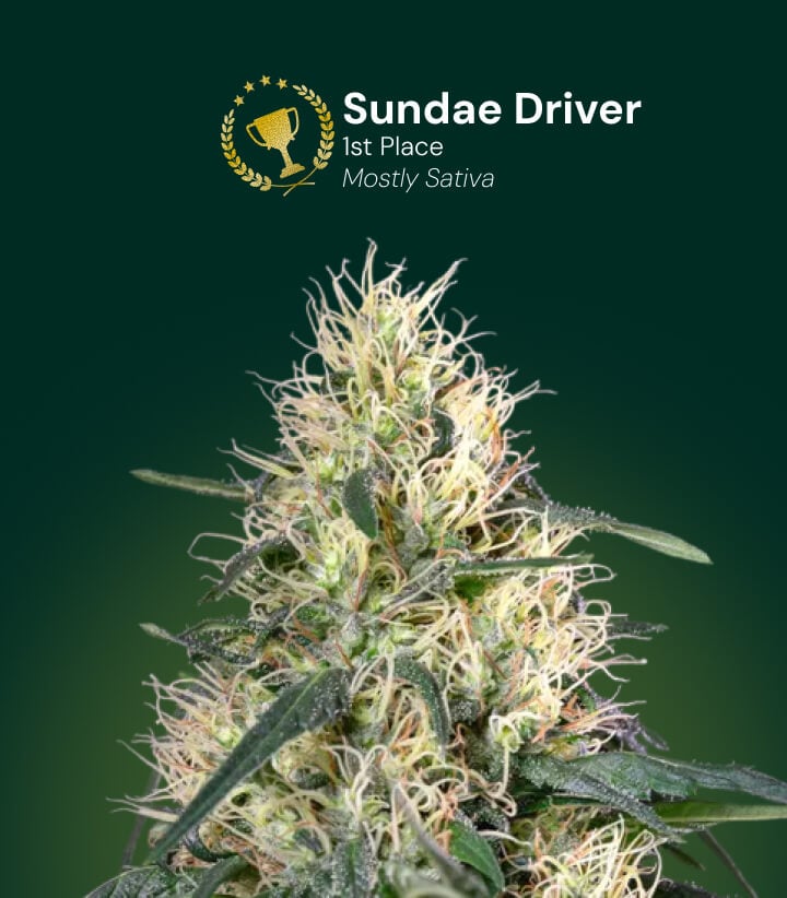 Fleur de cannabis Sundae Driver, gagnant de la 1re place, majoritairement sativa