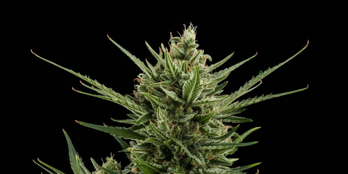 Tête de cannabis Sweet Skunk Auto avec des fleurs denses et résineuses, des feuilles résineuses vertes, des pistils orange et une croissance compacte sur fond sombre.