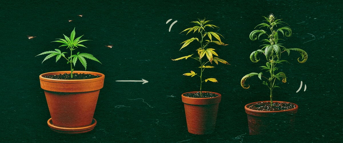 CCYV Symptoms in Cannabis Plants Three potted cannabis plants showing CCYV symptoms with yellowing and curling leaves on green background.