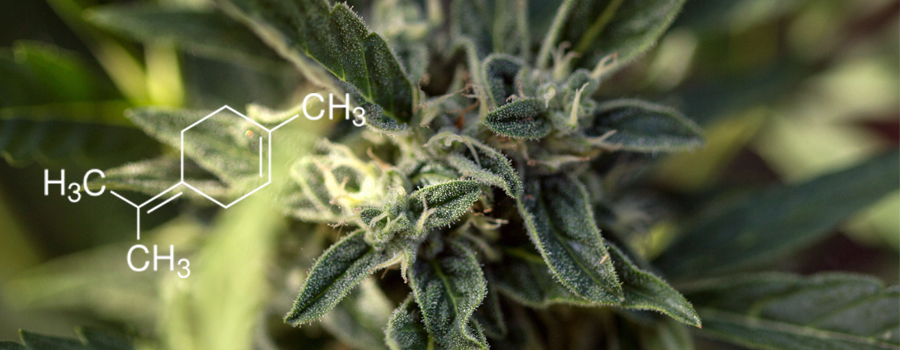 Le cannabis terpentène terpène