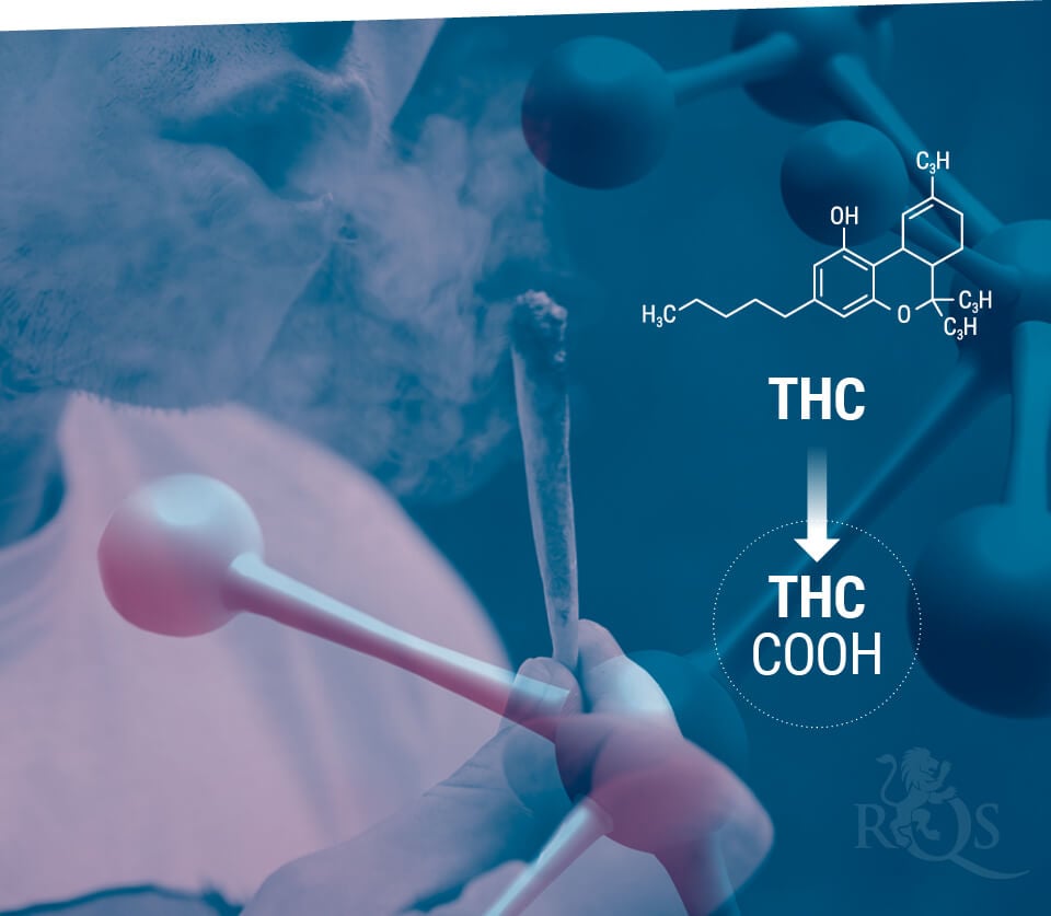 Le métabolisme du THC et sa conservation