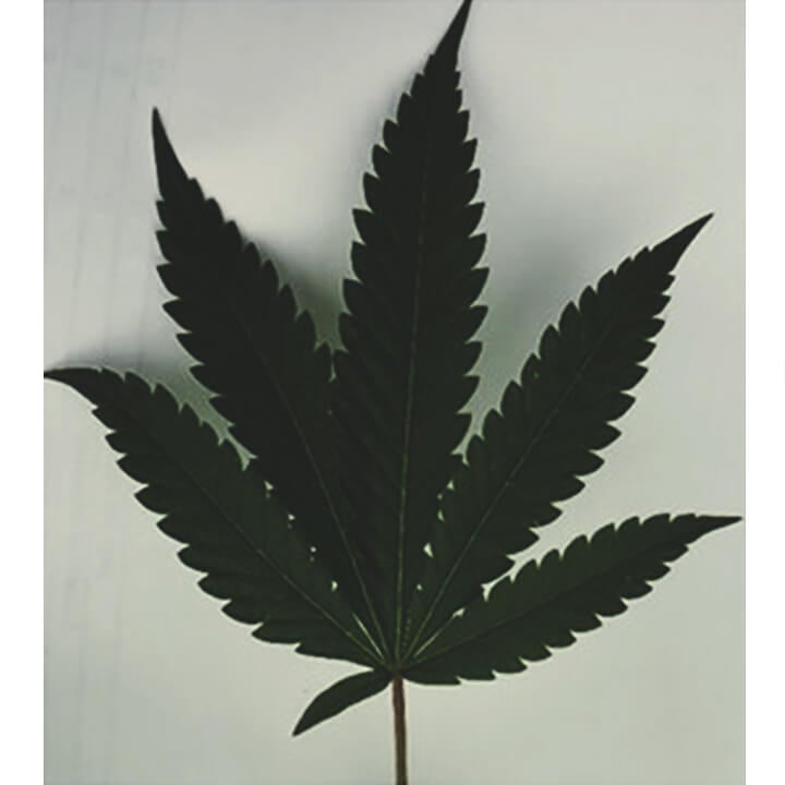 La Recherche Montre Que Les Feuilles Peuvent Nous Révéler Les Molécules Contenues Dans Le Cannabis La Recherche Montre Que Les Feuilles Peuvent Nous Révéler Les Molécules Contenues Dans Le Cannabis