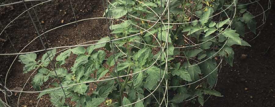 Cages à tomates bourgeons de soutien Cages à tomates bourgeons de soutien