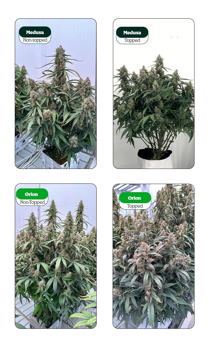 Comparaison cannabis : topping vs non taillé Comparaison de plants de cannabis taillés (topping) et non taillés (Medusa et Orion) : une tête centrale vs plusieurs têtes