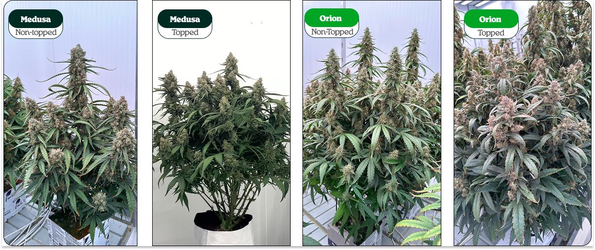 Comparaison cannabis : topping vs non taillé Comparaison de plants de cannabis taillés (topping) et non taillés (Medusa et Orion) : une tête centrale vs plusieurs têtes
