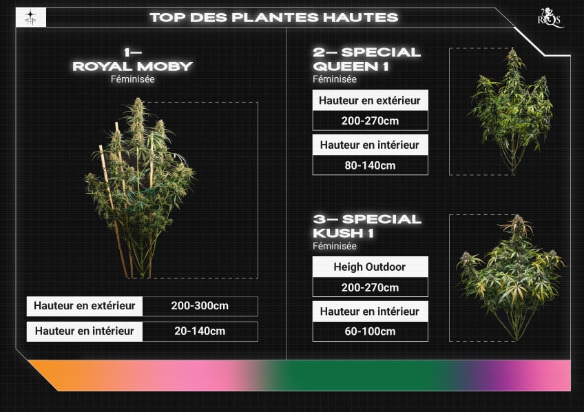 Top RQS Tall Plants