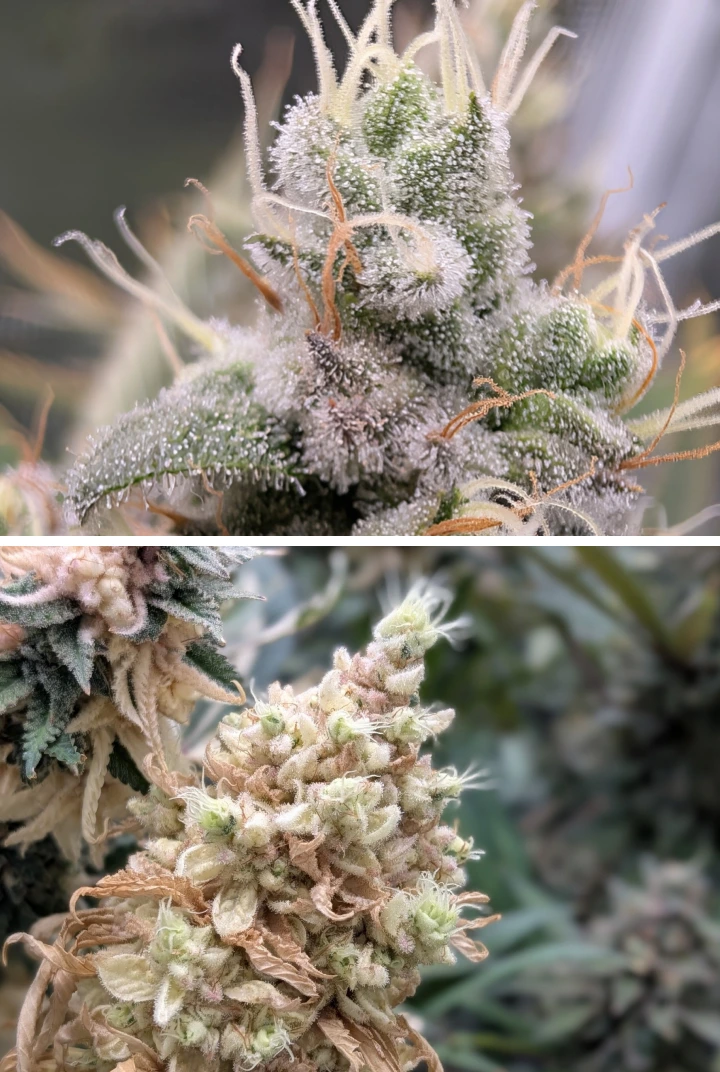 Têtes de cannabis résineuses avec trichomes givrés Gros plan de têtes de cannabis résineuses avec des trichomes givrés, des pistils pâles et une structure florale dense.