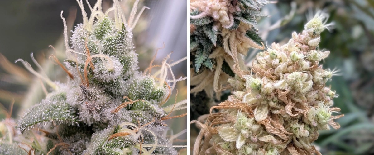 Têtes de cannabis résineuses avec trichomes givrés Gros plan de têtes de cannabis résineuses avec des trichomes givrés, des pistils pâles et une structure florale dense.