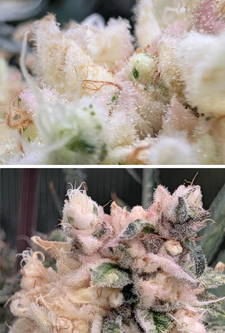 Têtes de cannabis givrées avec fleurs résineuses rose pâle Gros plan macro de têtes de cannabis givrées avec une épaisse couche de trichomes, des tons rose pâle et des fleurs denses et résineuses.