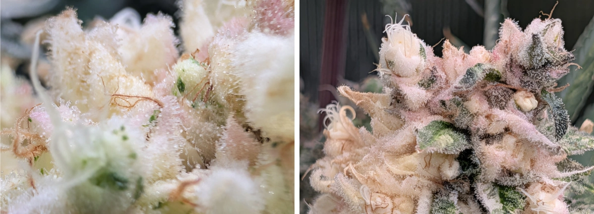 Têtes de cannabis givrées avec fleurs résineuses rose pâle Gros plan macro de têtes de cannabis givrées avec une épaisse couche de trichomes, des tons rose pâle et des fleurs denses et résineuses.