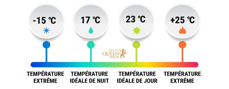 LA TEMPÉRATURE DE GERMINATION JOUE UN RÔLE CRUCIAL LA TEMPÉRATURE DE GERMINATION JOUE UN RÔLE CRUCIAL