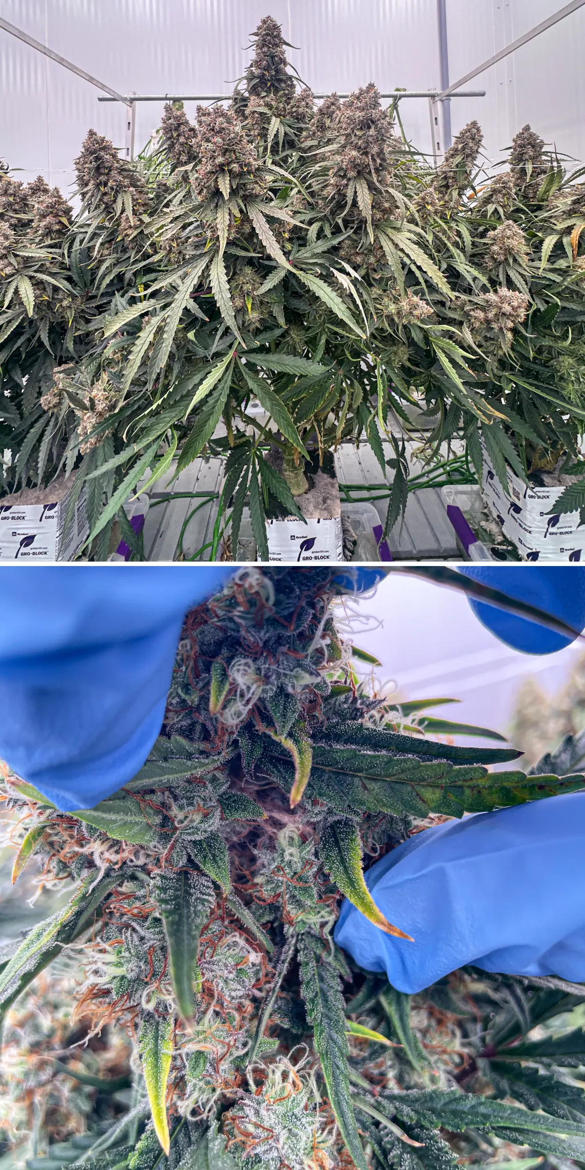 Plants de cannabis en fin de floraison lors d’un essai contrôlé en laine de roche, montrant des colas denses et résineuses, des trichomes givrés, des pistils orange et une inspection rapprochée des fleurs pour l’analyse des terpènes.