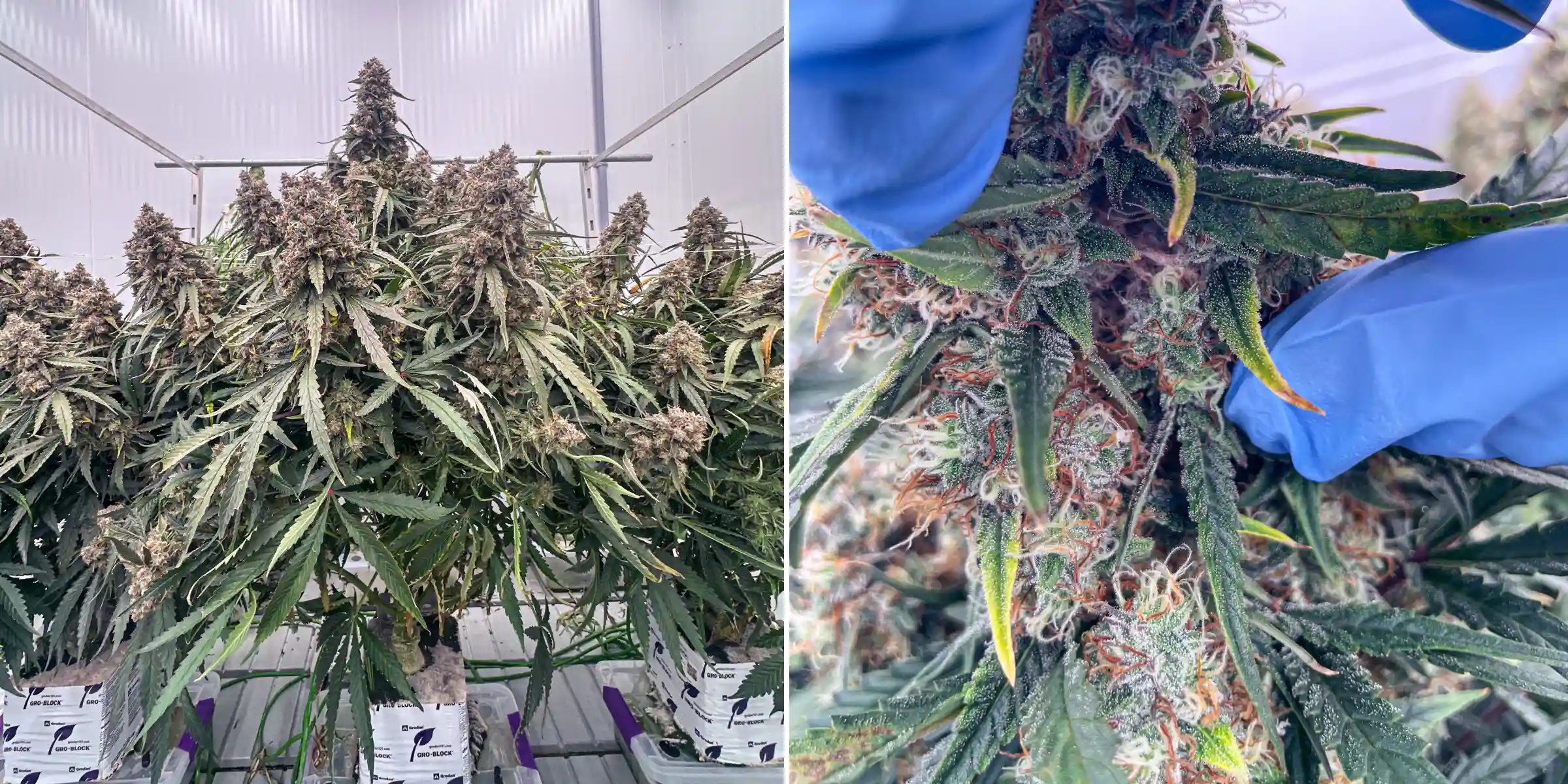 Plants de cannabis en fin de floraison lors d’un essai contrôlé en laine de roche, montrant des colas denses et résineuses, des trichomes givrés, des pistils orange et une inspection rapprochée des fleurs pour l’analyse des terpènes.