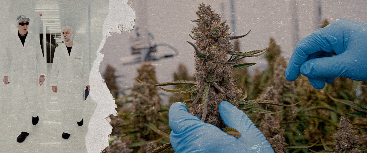 Guide SOP Hybrides Cannabis F1 CRIC Labs Une illustration d'hybrides de cannabis F1 uniformes cultivés dans un environnement contrôlé de CRIC Labs, mettant en valeur la consistance de la taille, de la forme, de la puissance et du goût, sur un fond vert.