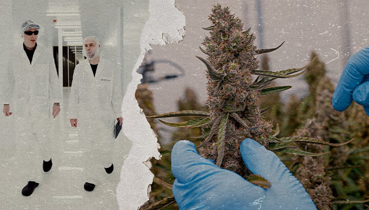 Guide SOP Hybrides Cannabis F1 CRIC Labs Une illustration d'hybrides de cannabis F1 uniformes cultivés dans un environnement contrôlé de CRIC Labs, mettant en valeur la consistance de la taille, de la forme, de la puissance et du goût, sur un fond vert.