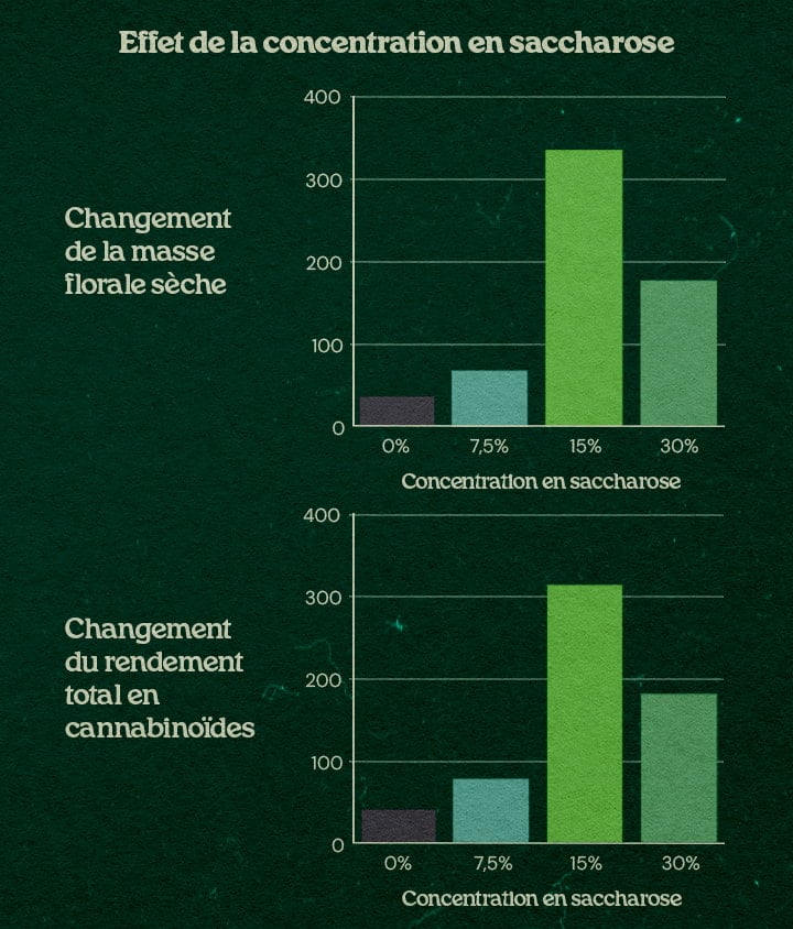 Graphique effet concentration sucrose avec technique PSIS jusqu’à +31% masse sèche fleurs et +34% rendement cannabinoïdes à 15% et 30% sucrose