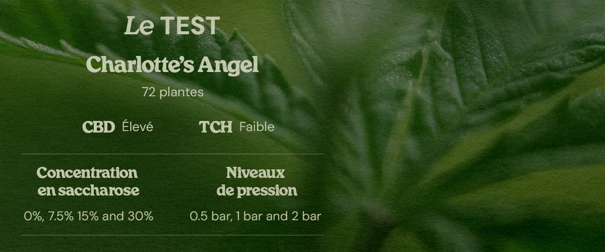 Conception test PSIS sur Charlotte’s Angel 72 plantes high CBD low THC concentrations sucrose 0% 7.5% 15% 30% et pressions 0.5 bar 1 bar 2 bar