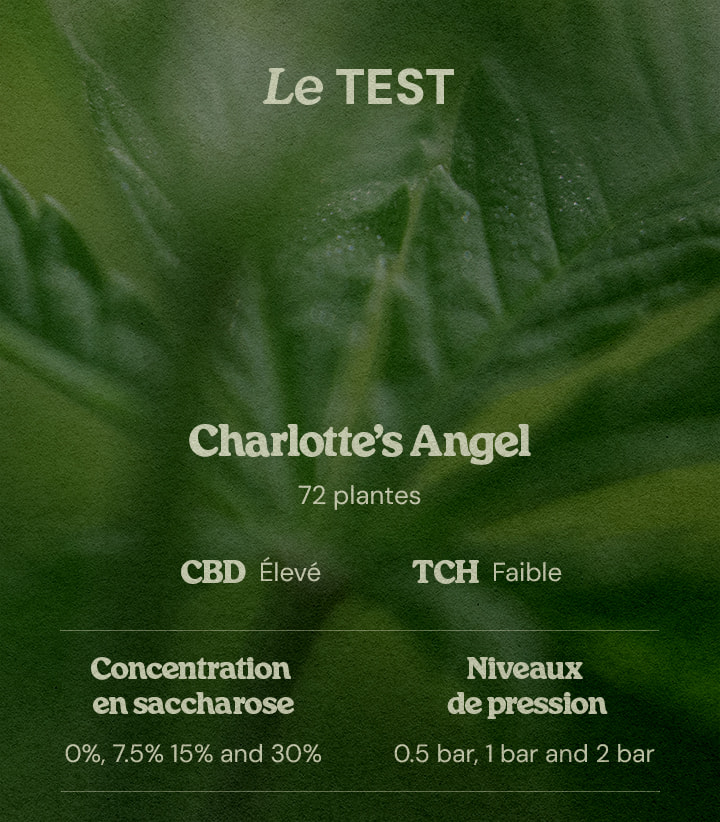 Conception test PSIS sur Charlotte’s Angel 72 plantes high CBD low THC concentrations sucrose 0% 7.5% 15% 30% et pressions 0.5 bar 1 bar 2 bar