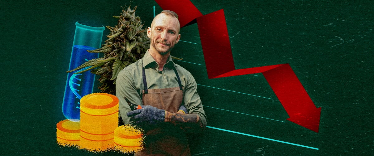 Impact Économique sur les Cultivateurs de Cannabis Cultivateur de cannabis avec tube à essai, pièces et graphique rouge descendant sur fond vert, montrant l'impact économique.