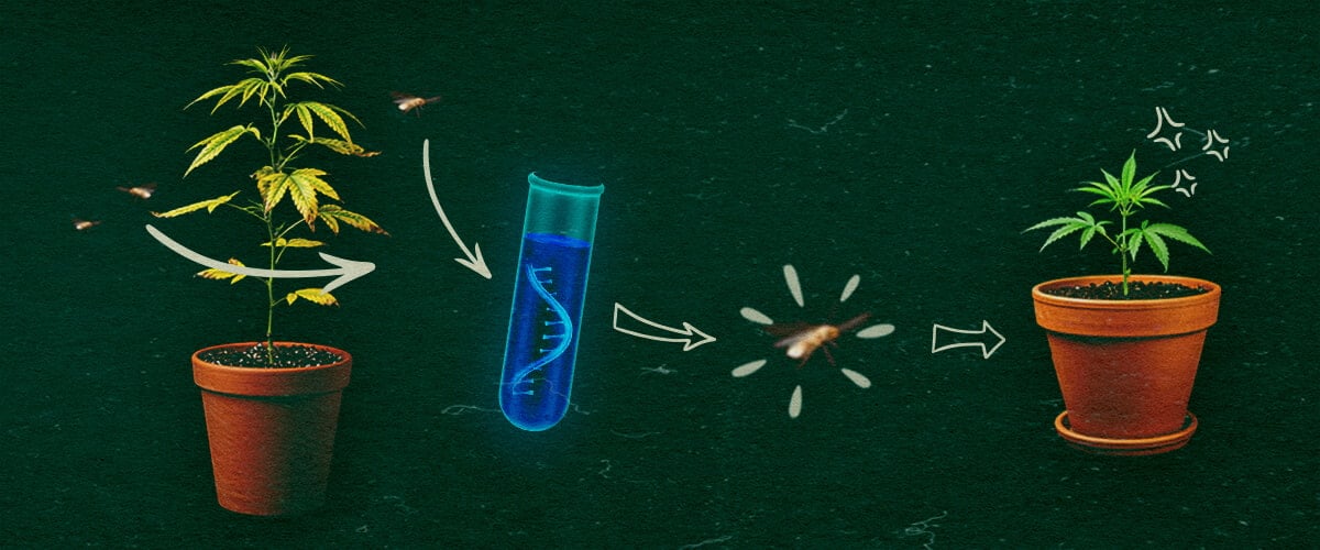 Aleurodes dans la transmission de CCYV Plantes de cannabis avec tube à essai et aleurodes sur fond vert, montrant le processus de transmission de CCYV.