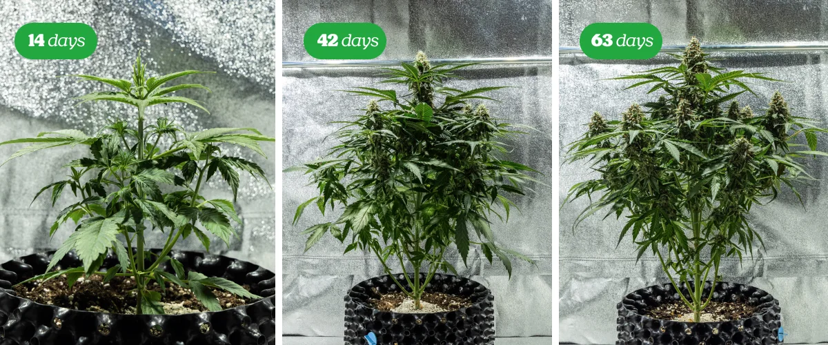 Plante de cannabis en phase de floraison avec plusieurs têtes résineuses sur fond noir