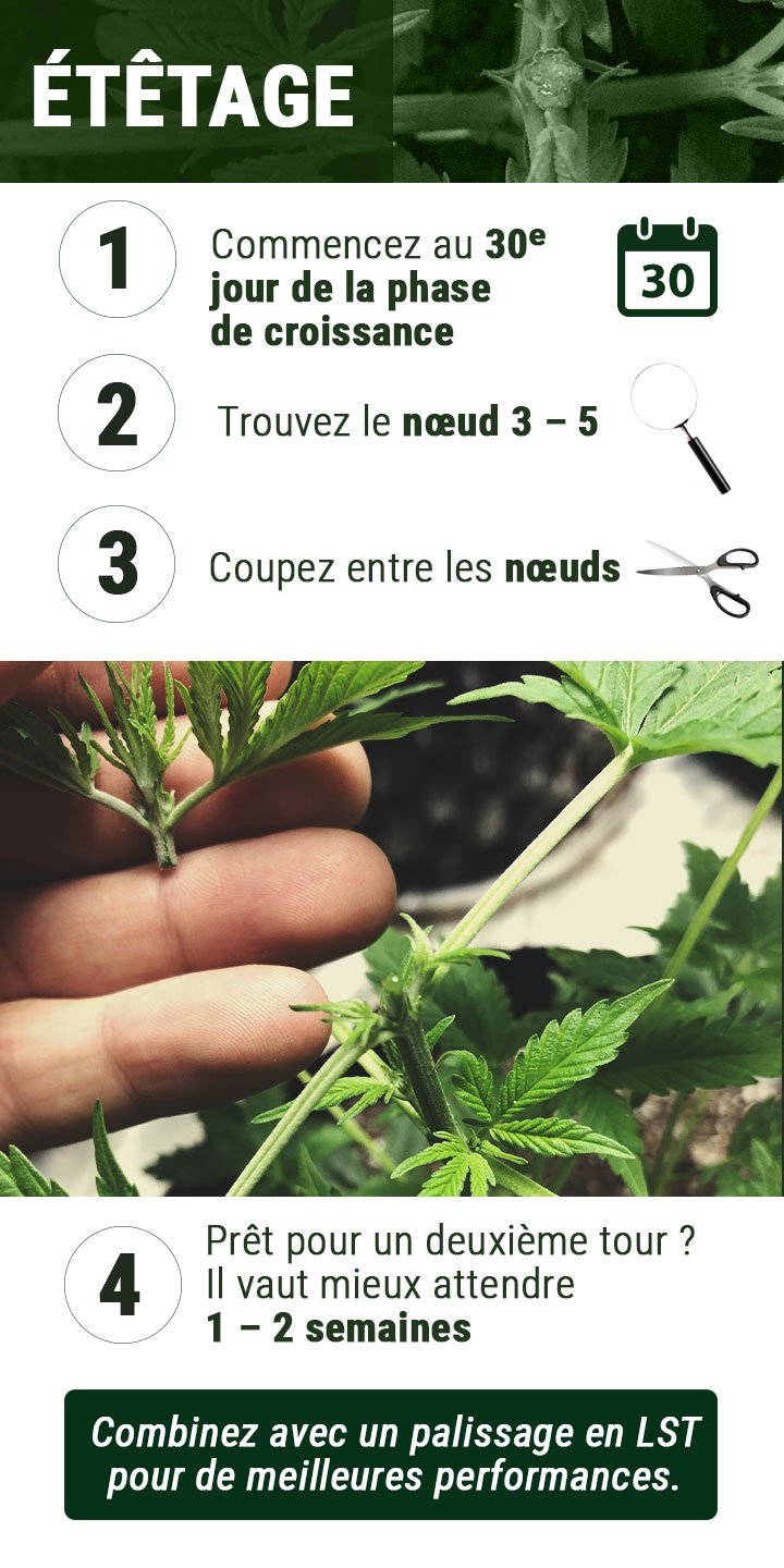 Schéma de l'étêtage du cannabis : Guide visuel en 4 étapes pour réaliser la technique d'étêtage, favorisant une croissance plus buissonneuse et augmentant le rendement de la plante.